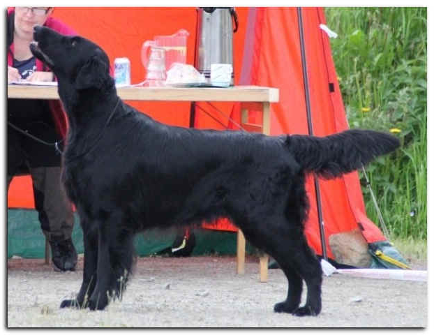 SE U(U)CH Karlavagnens Foppa-De-Tess